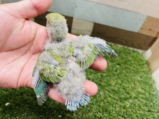 安定の可愛さがあるグリーンの体のコ💕コザクラインコのノーマル!! コザクラインコ(小桜インコ)