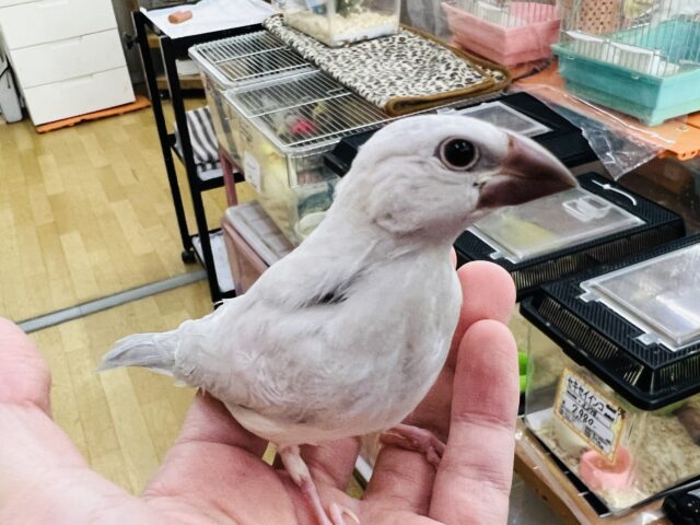 シルバー文鳥