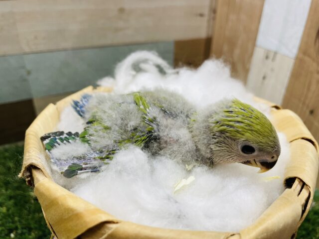 コザクラインコ（小桜インコ）