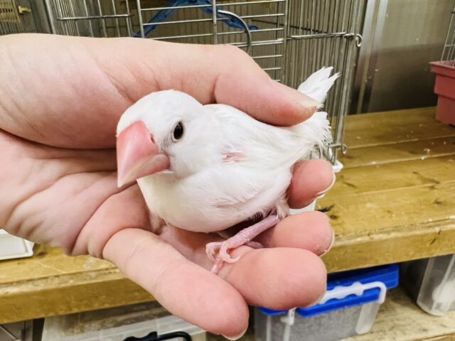 白文鳥