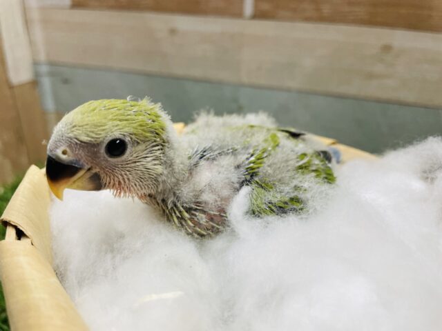 コザクラインコ（小桜インコ）