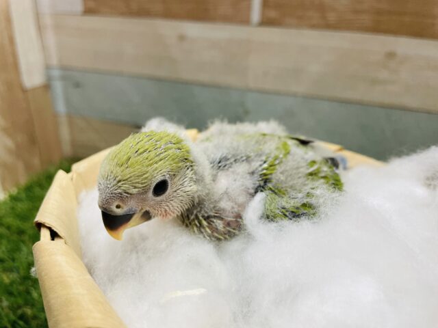 コザクラインコ（小桜インコ）