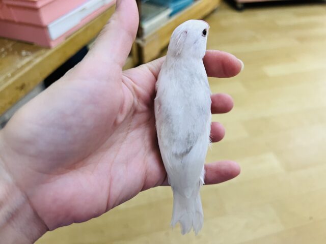 白文鳥