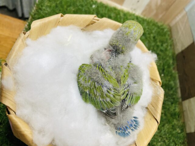 安定の可愛さがあるグリーンの体のコ💕コザクラインコのノーマル!! コザクラインコ(小桜インコ)