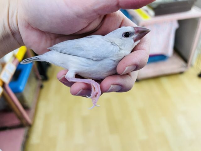 シルバー文鳥