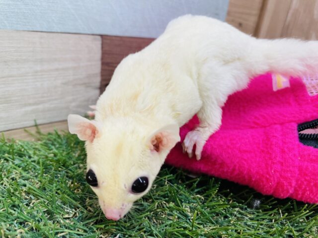 フクロモモンガ