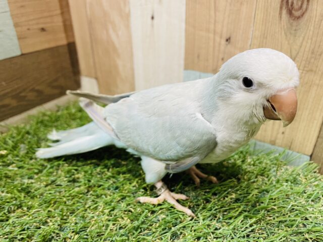 オキナインコ