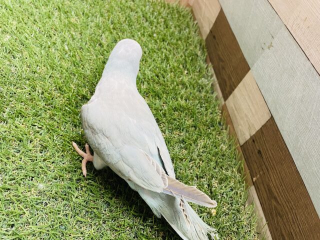 オキナインコ