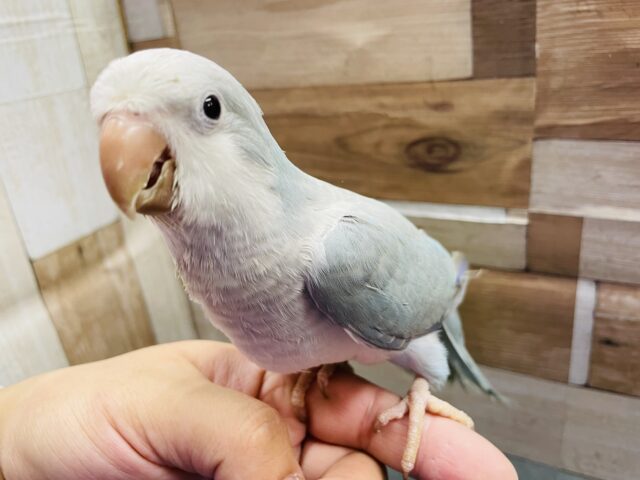 オキナインコ