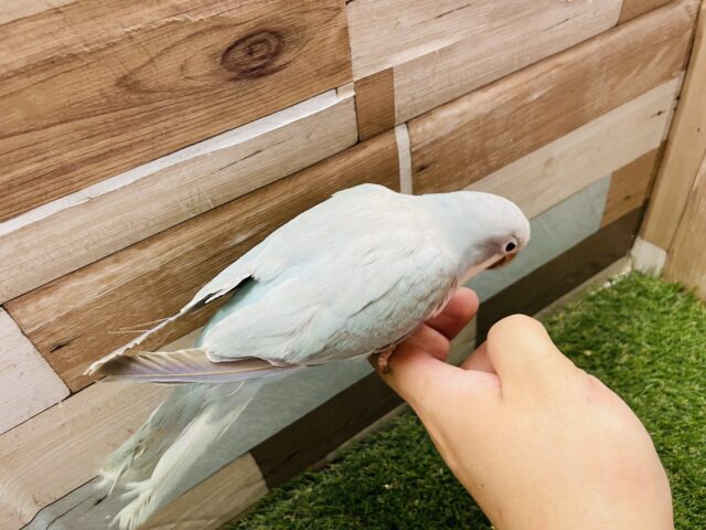 オキナインコ