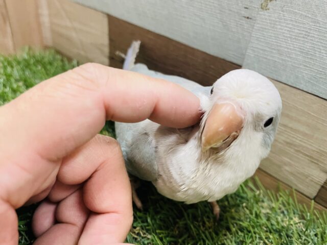 オキナインコ