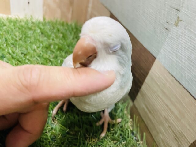 オキナインコ