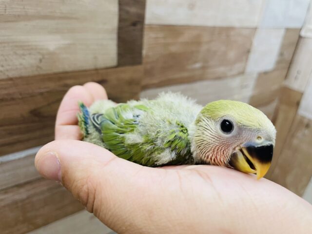 コザクラインコ（小桜インコ）