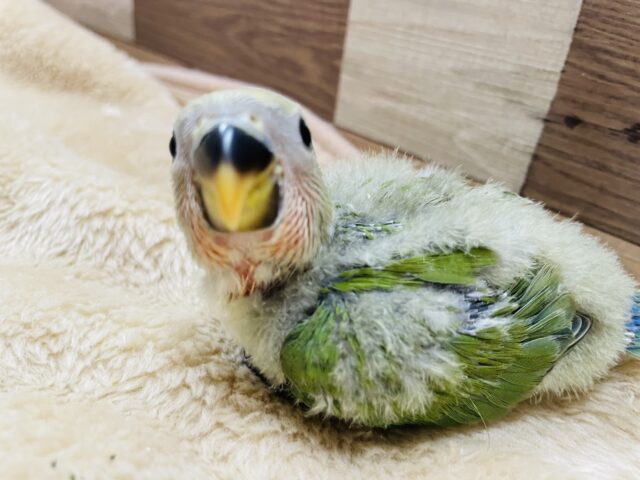 コザクラインコ（小桜インコ）