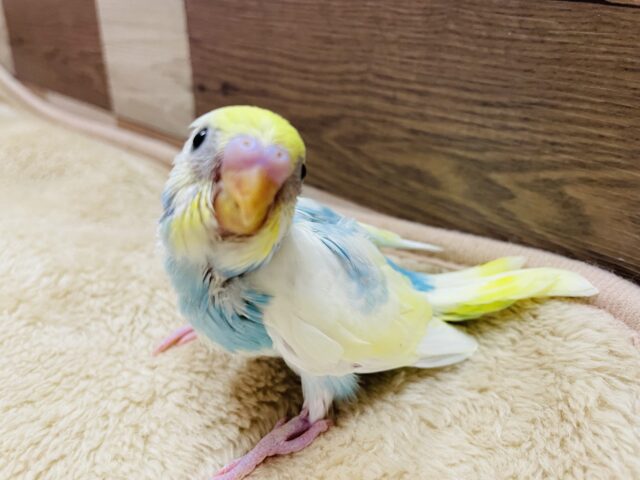 セキセイインコ