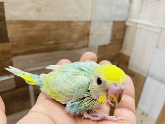 セキセイインコ