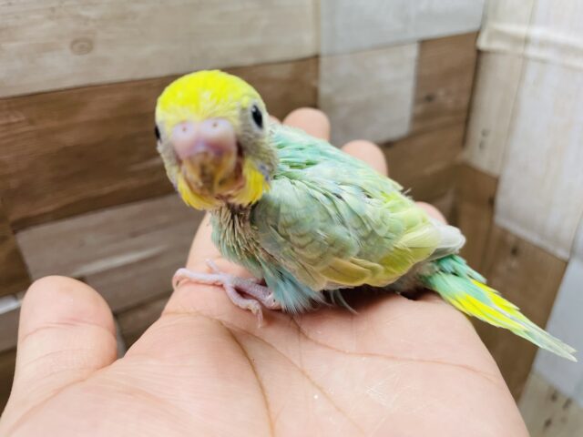 セキセイインコ