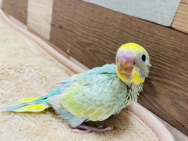 セキセイインコ