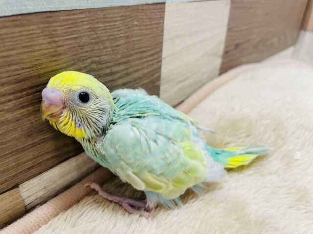 セキセイインコ