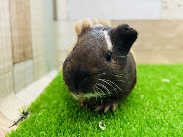 イングリッシュモルモット