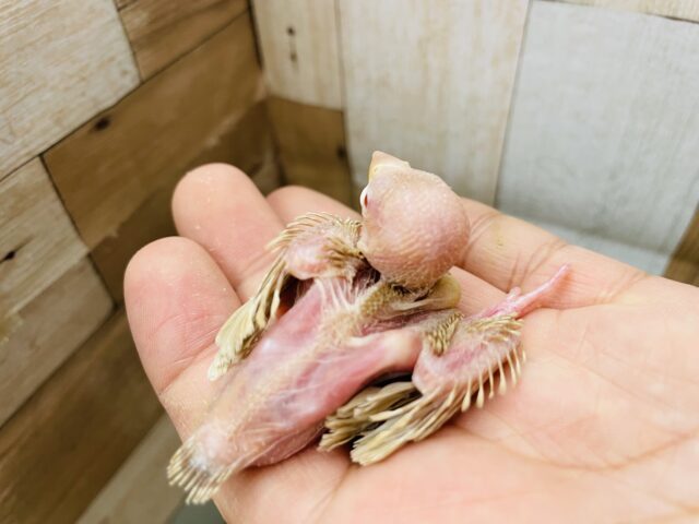 透き通っているような赤目が綺麗な子✨シナモン文鳥!! シナモン文鳥