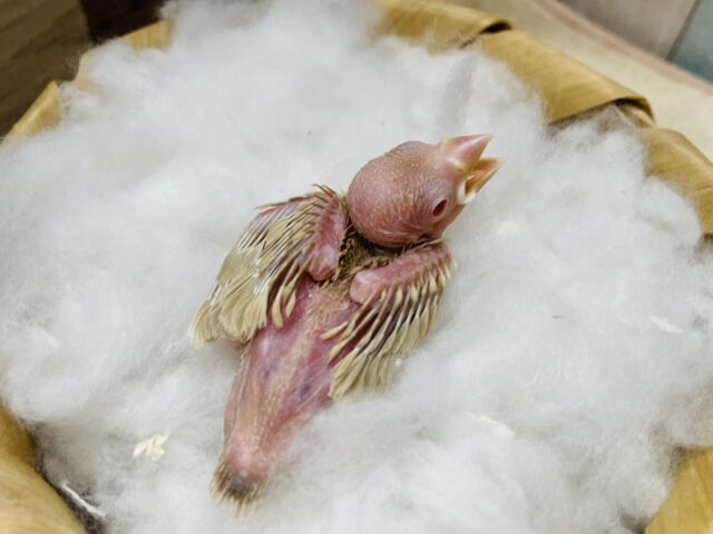 透き通っているような赤目が綺麗な子✨シナモン文鳥!! シナモン文鳥