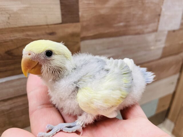 コザクラインコ（小桜インコ）