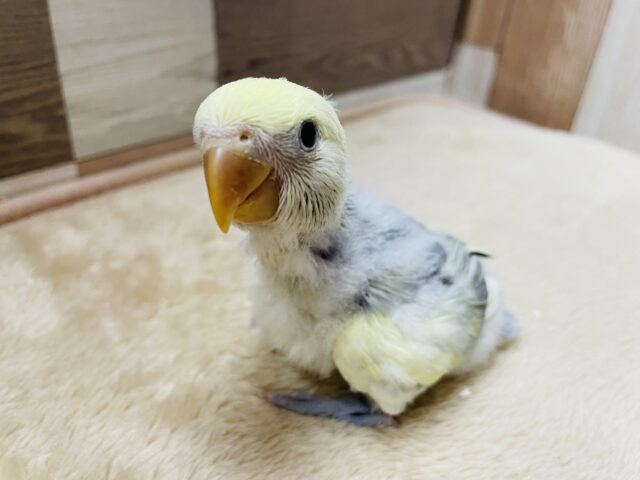 コザクラインコ（小桜インコ）