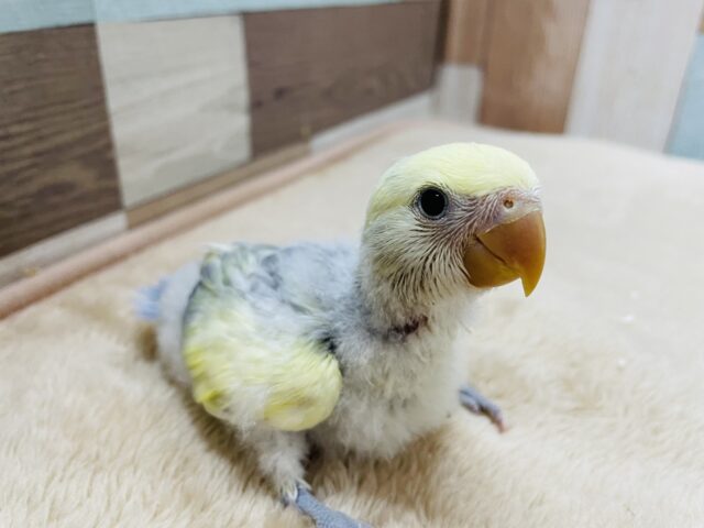 コザクラインコ（小桜インコ）