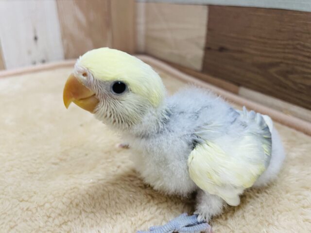 コザクラインコ（小桜インコ）