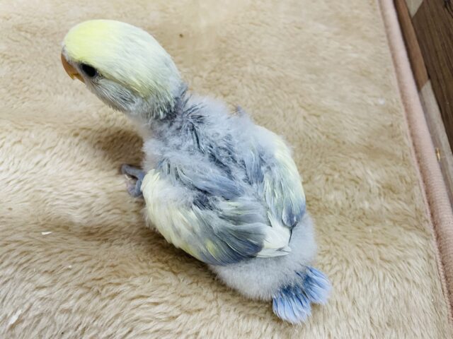 コザクラインコ（小桜インコ）