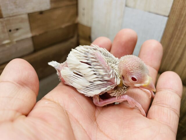 シルバーイノ文鳥