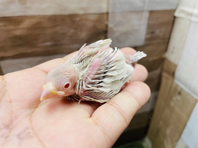 シルバーイノ文鳥