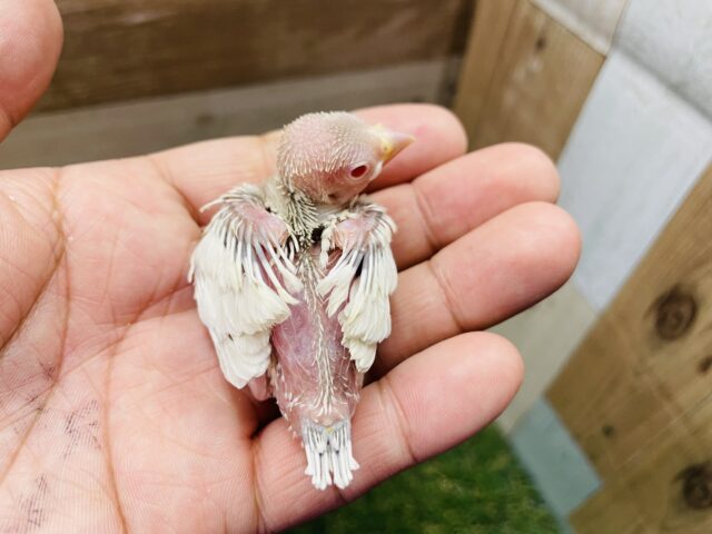 シルバーイノ文鳥