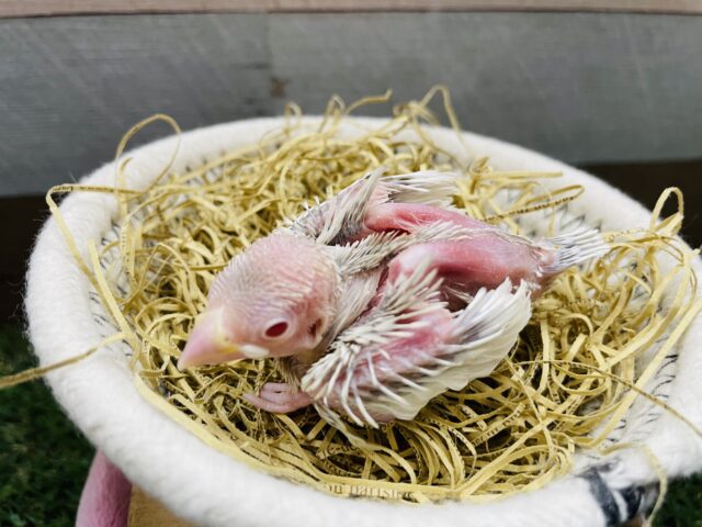 シルバーイノ文鳥