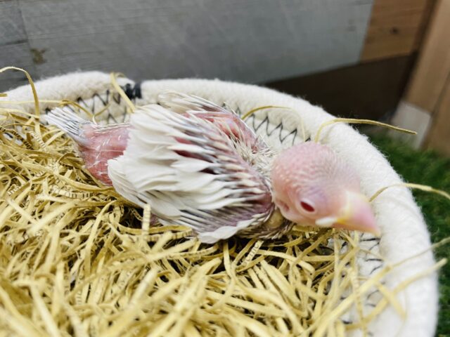 シルバーイノ文鳥