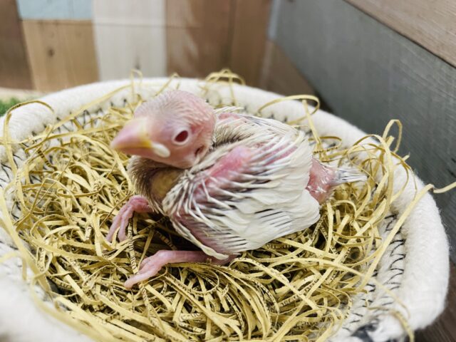 シルバーイノ文鳥