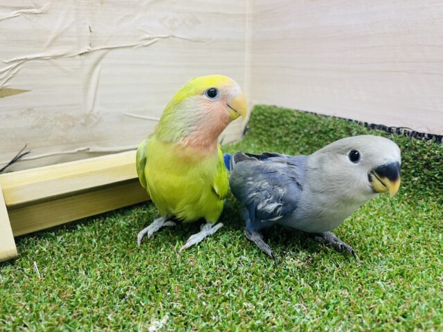 コザクラインコ（小桜インコ）