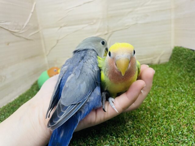 コザクラインコ（小桜インコ）