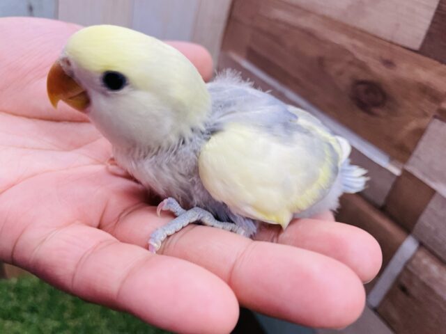 コザクラインコ（小桜インコ）