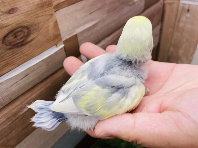 コザクラインコ（小桜インコ）