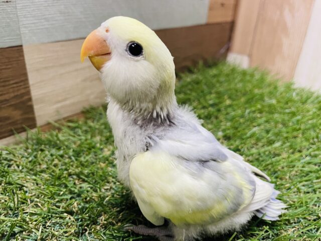 コザクラインコ（小桜インコ）