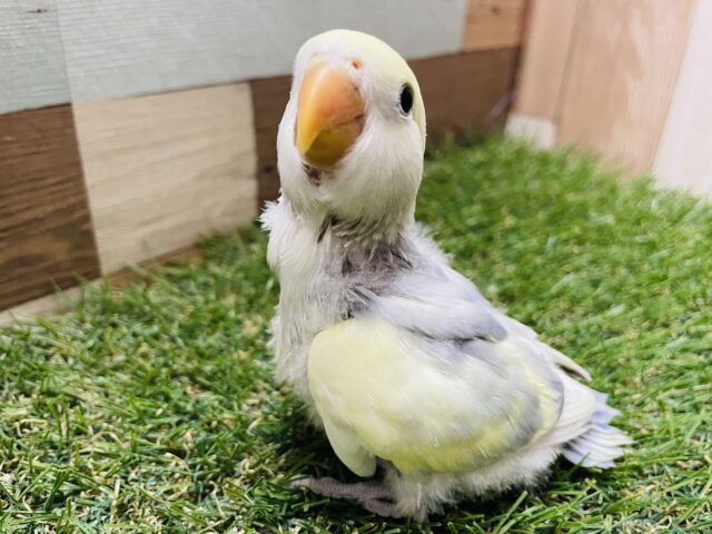 コザクラインコ（小桜インコ）