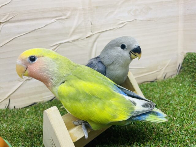 コザクラインコ（小桜インコ）