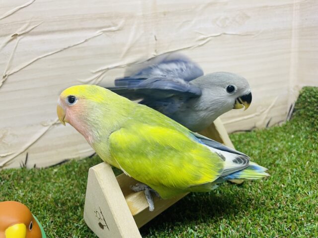 コザクラインコ（小桜インコ）