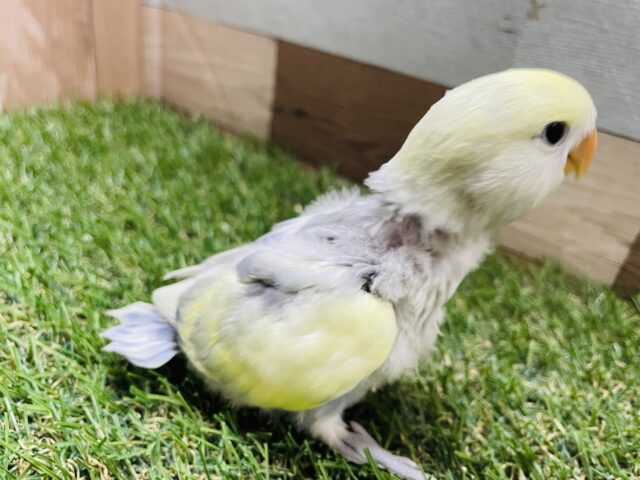 コザクラインコ（小桜インコ）