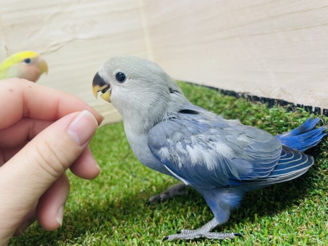 コザクラインコ（小桜インコ）