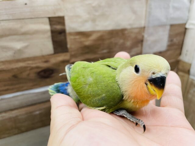 コザクラインコ（小桜インコ）