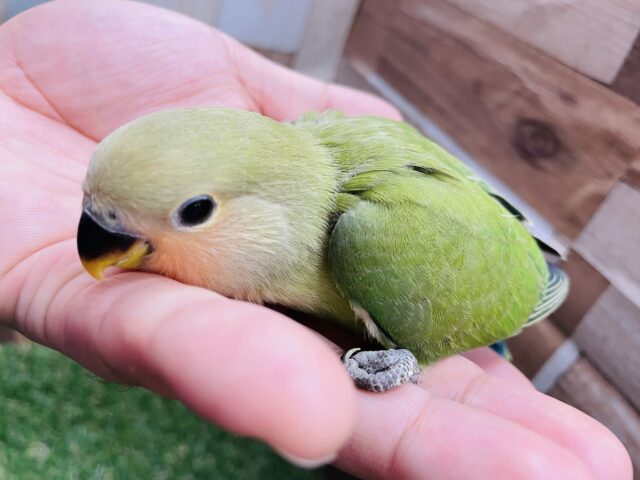 コザクラインコ（小桜インコ）