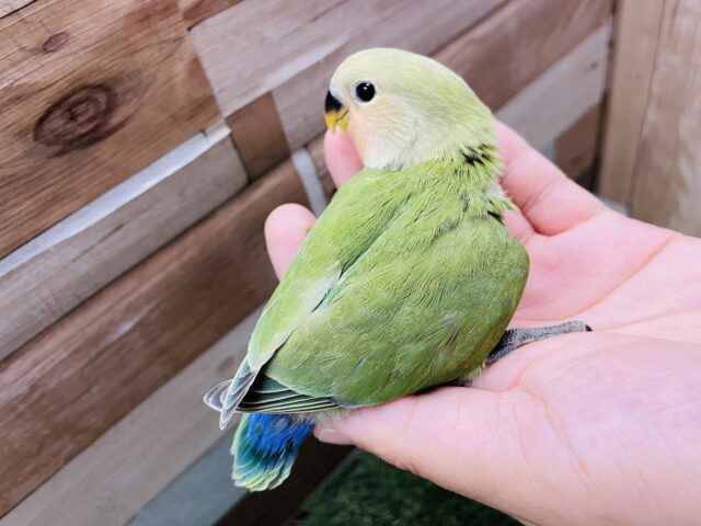 コザクラインコ（小桜インコ）